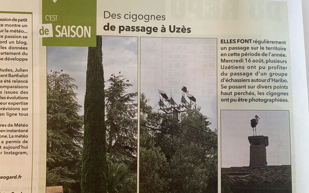 C’est de saison… Des cigognes de passage à Uzès